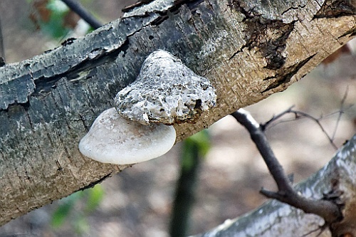 HeuZol (33)